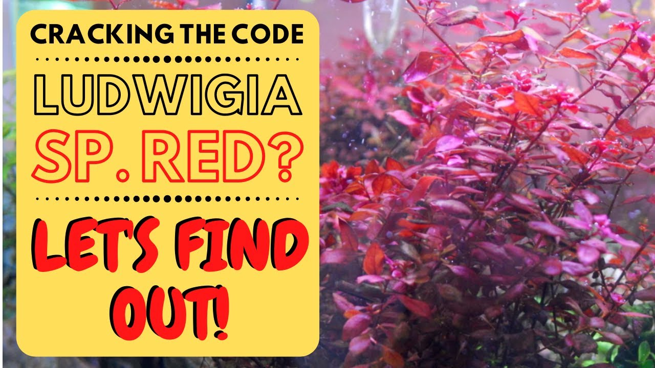 DIY Aquarium Plant Tissue Cultures Ludwigia sp. Red YouTube