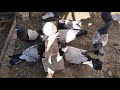 голуби годування
