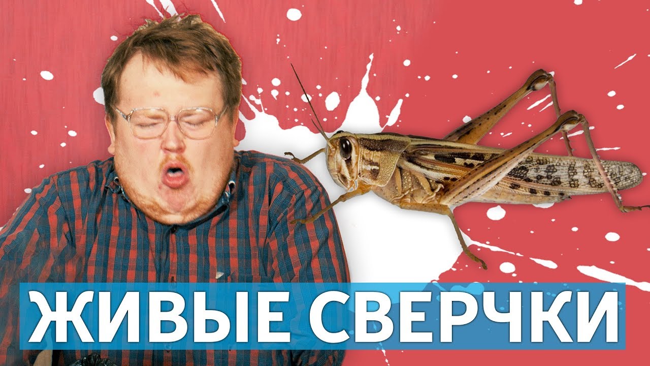 ПРОБУЕМ ЖИВЫХ СВЕРЧКОВ