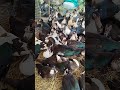 চিনা হাঁস।পাইকারি হাঁস মুরগির হাট। গোলাকান্দাইল হাট #dasi_hash_murgir_hat