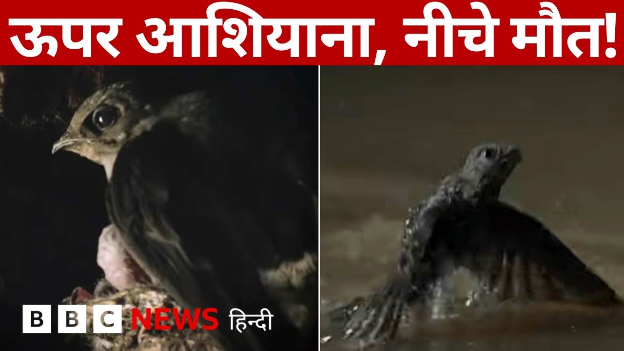 BBC Earth: एक छोटी सी हरकत और जान का ख़तरा (BBC Hindi)