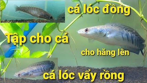 Tập cho cá lóc đồng và cá lóc vẩy rồng hăng lên.