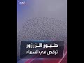 حركات متناغمة لسرب كبير من طيور الزرزور في سماء بريطانيا