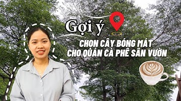 GỢI Ý CÂY BÓNG MÁT CHO QUÁN CÀ PHÊ SÂN VƯỜN THÊM XANH MÁT| SÀI GÒN HOA