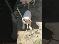 Dogo Argentino puppy started  training