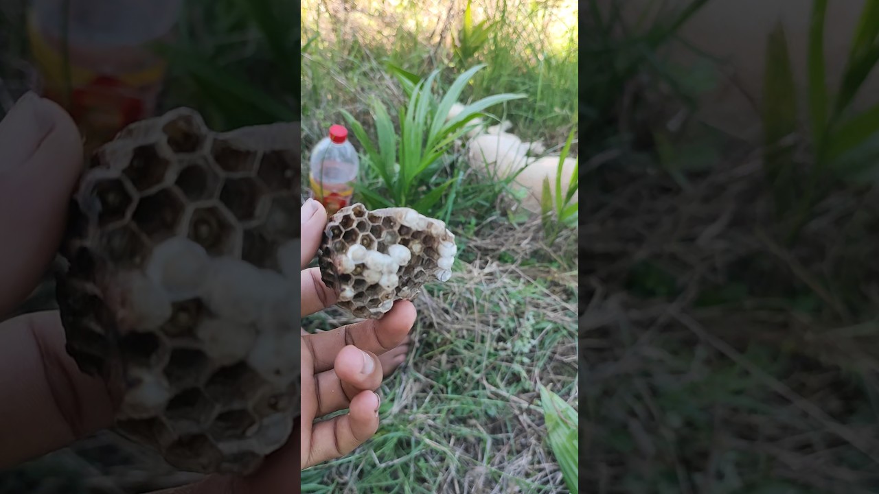 Bee 🐝🐝 🤛🗡️