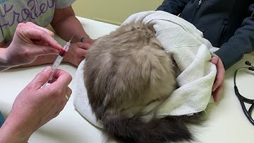 Transdermal B12 for Cats: How to Give a Cat a B12 Shot in Hind Leg Area