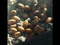 Meadowsweet Tea and Roasted Acorns - All About Bushcraft vol 58 #Shorts