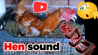 Hen Sound Effect 🐔🐔\\Hen Voice Sound\\ Waqar mughal vlog