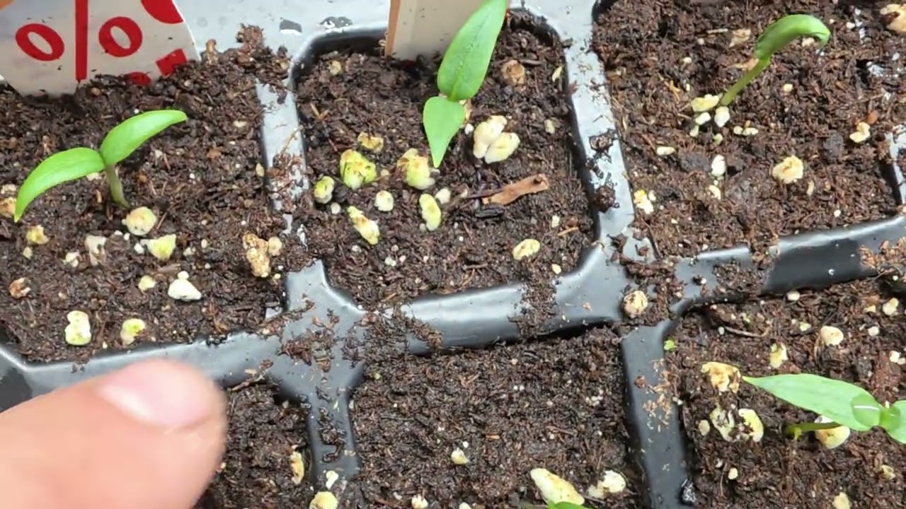 Paradicsom vetés menete, valamint pár apró trükk