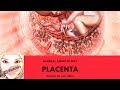 Medical embryology - Placenta
