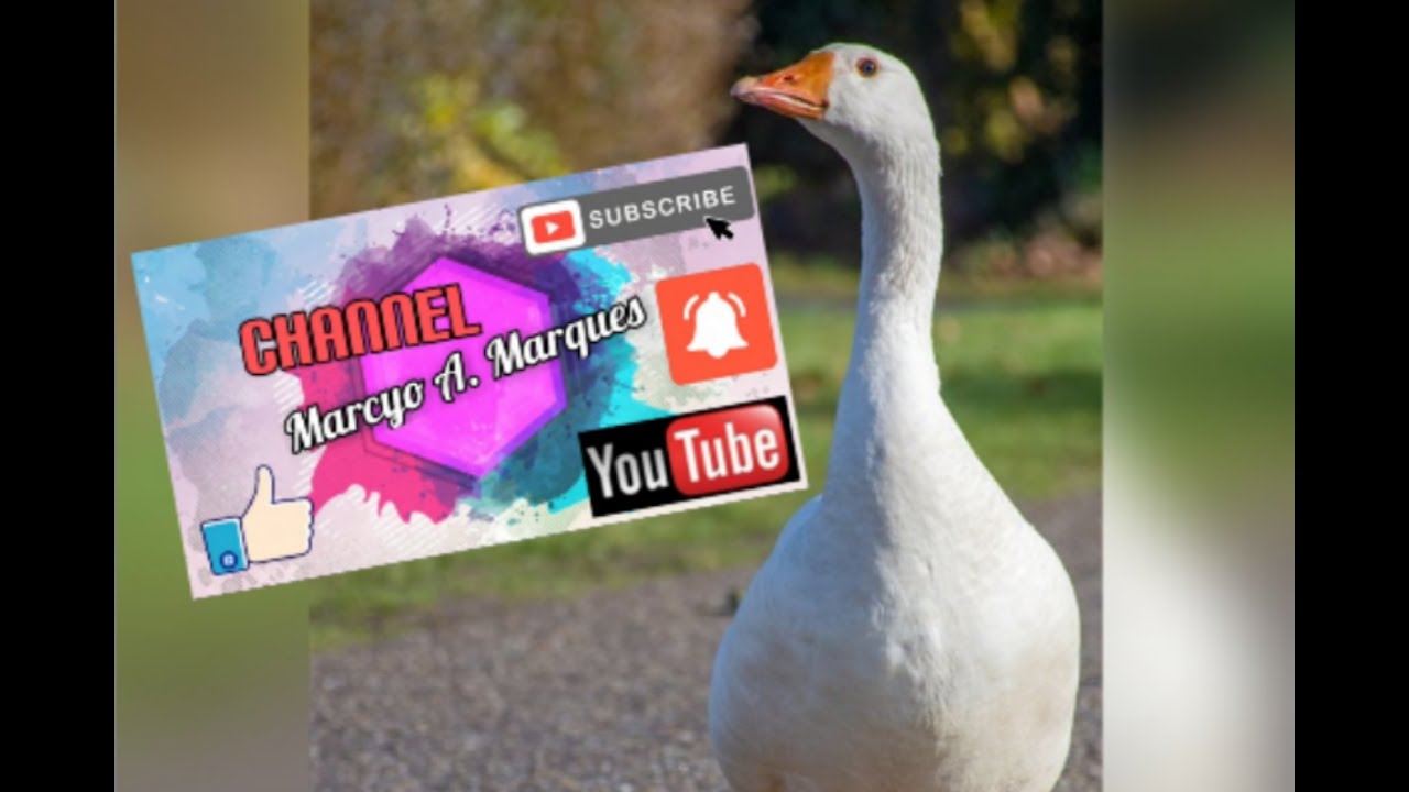 Você sabe explicar o que é afogar o ganso ???😎 - YouTube