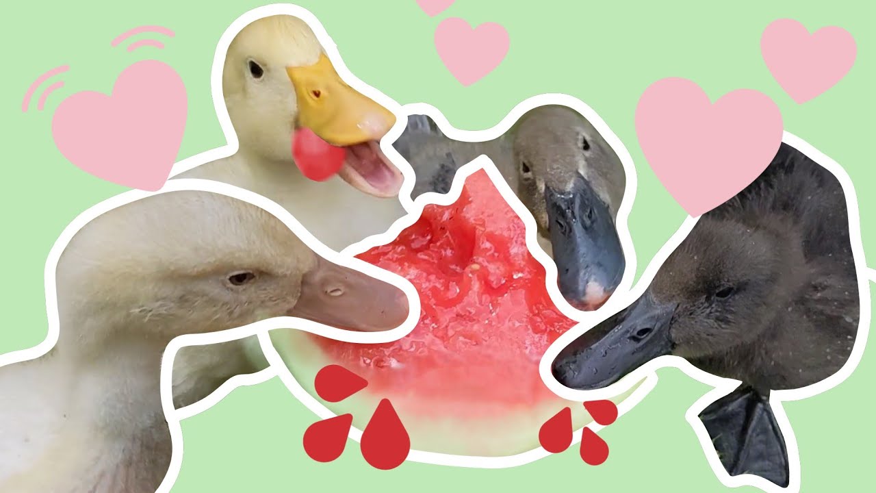 Ducklings Trying 7 NEW Foods For the First Time YouTube