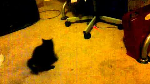 Funny Cute Kittens Play Fighting