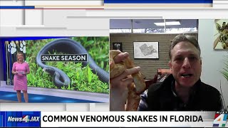 Common venomous snakes in Florida