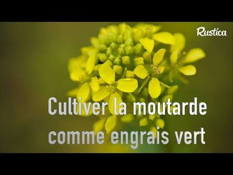 Vidéo: Cultiver des moutardes : comment planter des feuilles de moutarde