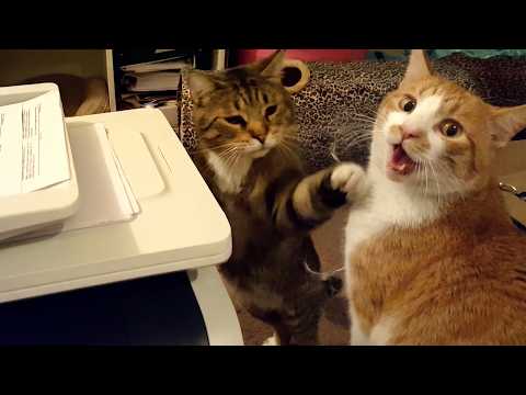 You Won't Believe What These Pets Did! 🐾