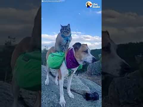 Vídeo: Este Gato Y Su Perro Bestie Son Los Excursionistas Del Desierto De Colorado Juntos