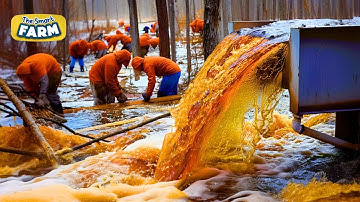 INCREDIBLE Maple Syrup Technology: This is How Maple Syrup is Made!