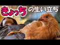 「懐きすぎたニワトリ」はどうやって生まれたのか?きょっち誕生秘話を初公開!