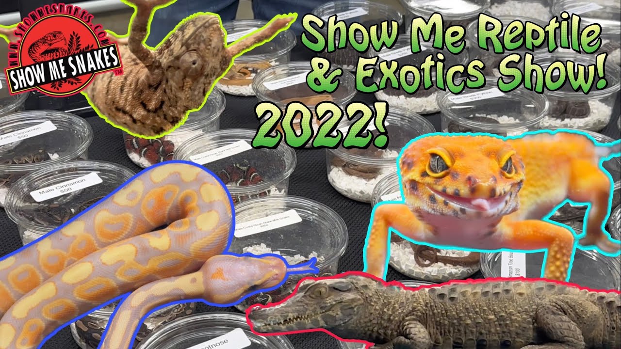 Show Me Reptile & Exotics Show 2022! YouTube