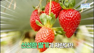 국토 대부분이 사막으로 이뤄진 UAE, 농사 불모지에서 신선한 딸기가 자란다? | UAE 순방성과 | 스마트팜우수사례