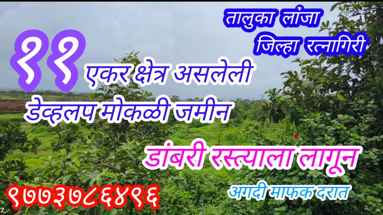 Hapus Mango Farm Sale || Lanja Kokan || Ratnagiri