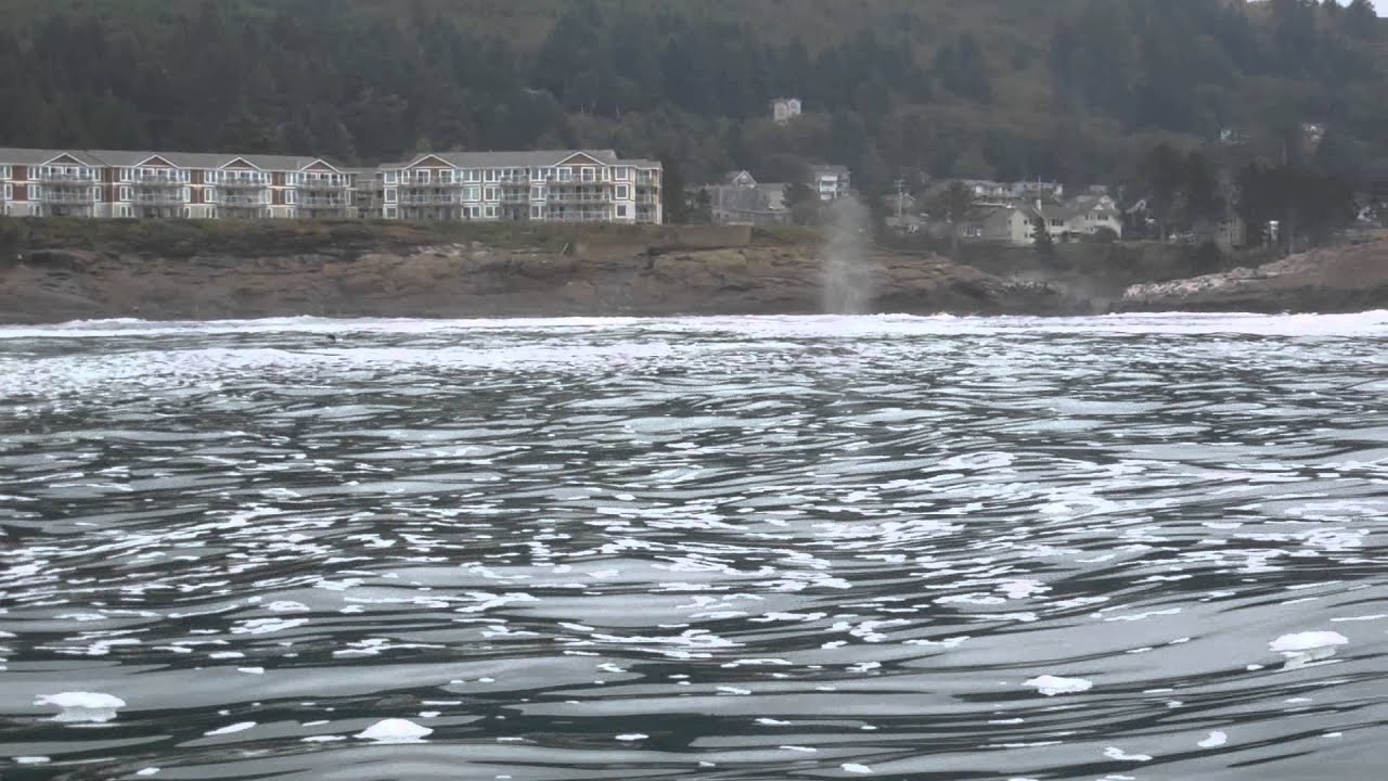 Depoe Bay whales YouTube