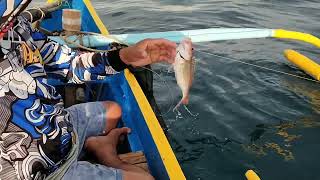 Bisugo, Handline Fishing..