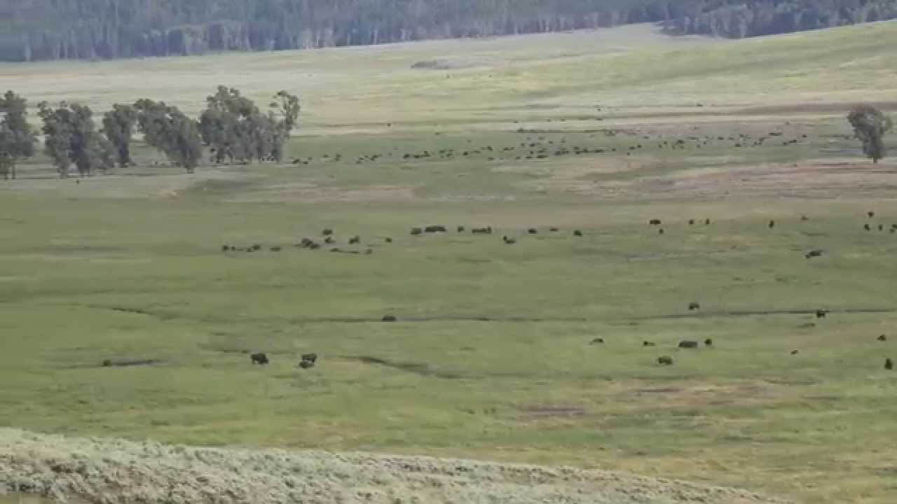 sony xperia xa1 ultra Thousand of bison - Lamar Valley