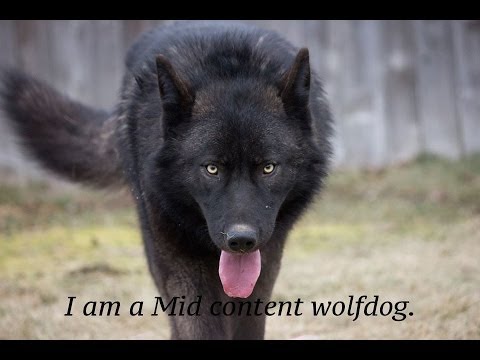 american wolfdog