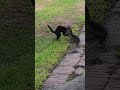 Two male farm cats are fighting for dominance. Both cats are fine.