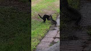 Two male farm cats are fighting for dominance. Both cats are fine.