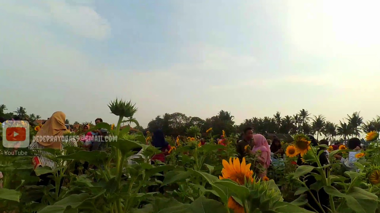Taman Bunga Kadung Hejo Pandeglang - Pesona Taman Bunga ...