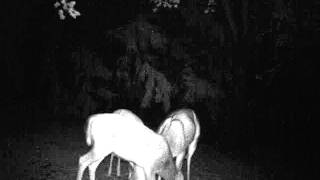 a tangle of deer.AVI