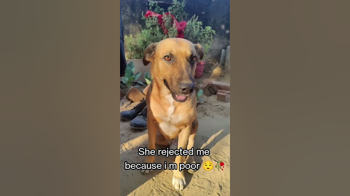 She rejected me the power of owner ( dog 🐩) #viral #shorts #youtubeshorts #subscribers #comedy