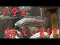水槽に入れたクエのその後【Culture of Longtooth grouper】