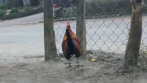 Saib qaib dib ua si nawb.. Qaib dib hawj heev lawm