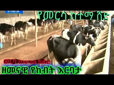 ቪዲዮ: መጀመሪያ ምን መጣ - ግብርና ወይም የከብት እርባታ