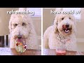 Dog Reviews Different Drinks! ASMR TASTE TEST #7