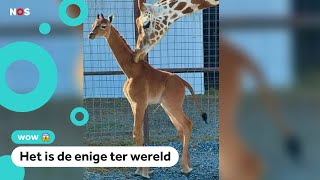 Wow! Giraffe zonder vlekken geboren in dierentuin VS