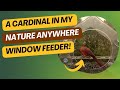 Cardinal 3 render