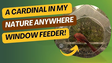 Cardinal at my Nature Anywhere window feeder!