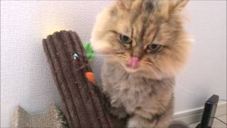 またたびに酔う猫 : Matatabi/Cat Drugs?【ペルシャ猫よもぎ #16】
