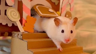 🍬 Hamster in a Gingerbread House 🍭