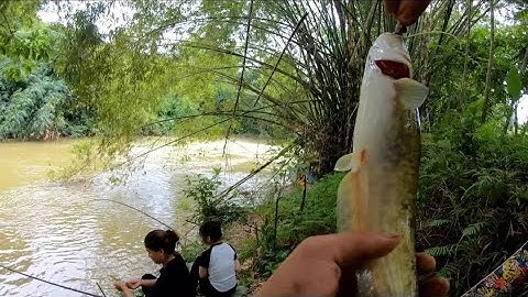 Câu cá mùa nước lũ dính cá nheo p6 | Tộc rừng vlogs 