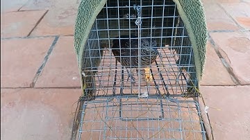 cách làm bẫy chim cút rừng.Minh Ngọc 0786952072