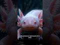This Animal Can Regrow Parts of Its Brain 🤯 Axolotl Facts