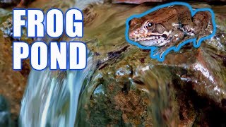 Frog POND and INFINITY Edge POND: Greg Wittstock, The Pond Guy