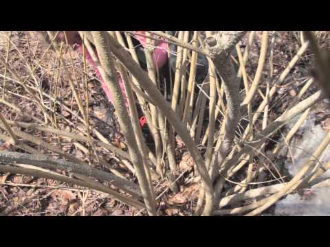 Video: Forsythia Phomopsis Gall - Mga Tip Para sa Paggamot ng Galls Sa Forsythia Shrubs